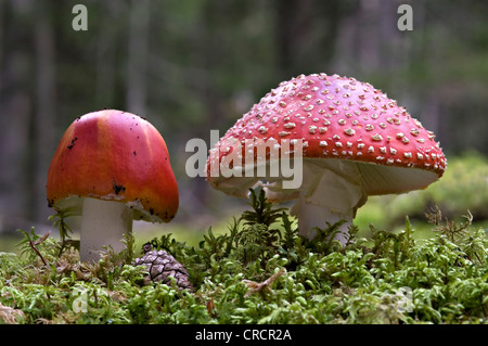 Fly agaric, fly amanita (amanita muscaria), Pillersattel mountain pass, Tirolo, Austria, Europa Foto Stock