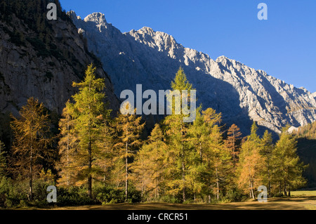 Unione Larice (Larix decidua), Stallen Valley, montagne Karwendel, Tirolo, Austria, Europa Foto Stock