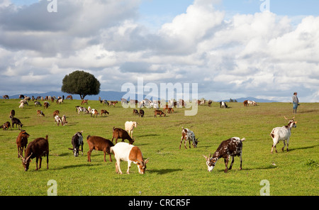 Un allevamento di capre in piedi su un prato verde con un singolo albero di sera sun, regione di Algarve, Portogallo meridionale, Portogallo Foto Stock