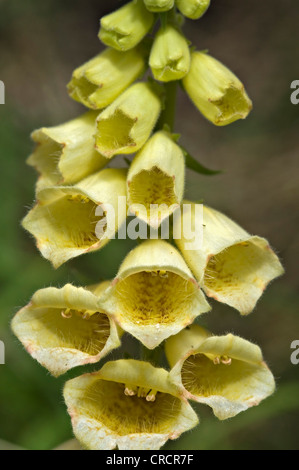 Grande giallo Foxglove (Digitalis grandiflora), Pillersattel, Tirolo, Austria, Europa Foto Stock