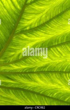 Struttura della foglia Foto Stock