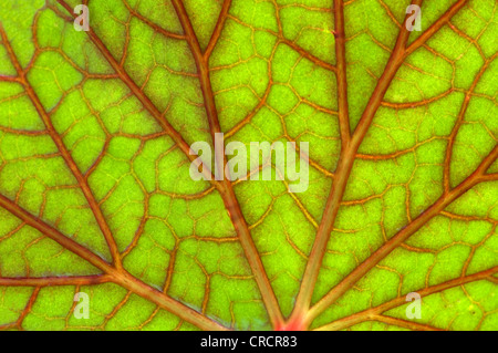 Struttura della foglia Foto Stock