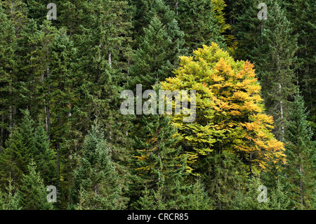 Platano o acero di monte (Acer pseudoplatanus) in un abete rosso (Picea abies) foresta, Grosser Ahornboden pascolo alpino Foto Stock