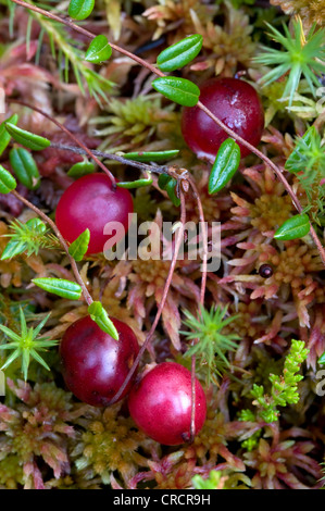 Comune di Mirtillo Rosso (Vaccinium oxycoccos), Pillersattel, Tirolo, Austria, Europa Foto Stock