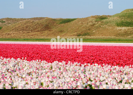 tulip (Tulipa spec.), blooming tulip fields in front of dune scenery, Netherlands, Netherlands, Den Helder Foto Stock