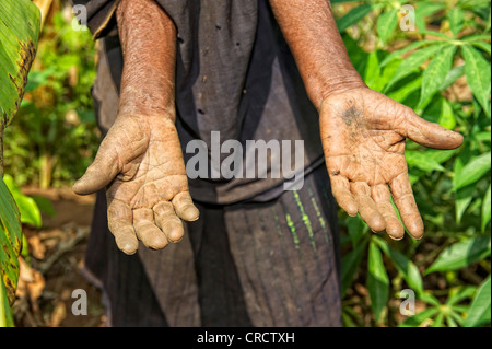 Le mani di una vecchia donna che lavorano nella sua banana grove, nei pressi di Bukoba, Tanzania Africa Foto Stock