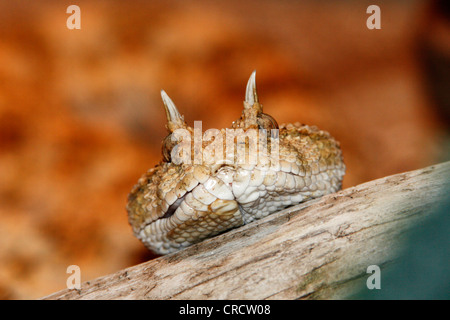 Vipera cornuta, deserto africano vipera cornuta (Cerastes cerastes), ritratto Foto Stock