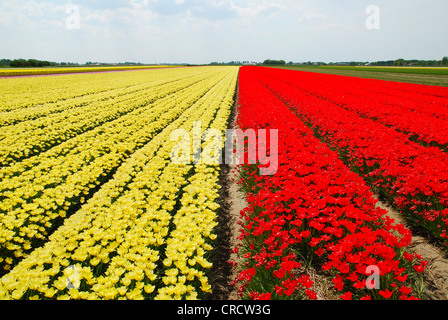 common garden tulip (Tulipa spec.), yellow and red blooming tulips in a field, Netherlands, Netherlands, Den Helder Foto Stock