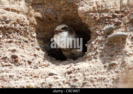 Sabbia martin (Riparia Riparia), nella grotta di allevamento, Svezia, Oeland Foto Stock