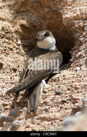 Sabbia martin (Riparia Riparia), alla grotta di allevamento, Svezia, Oeland Foto Stock