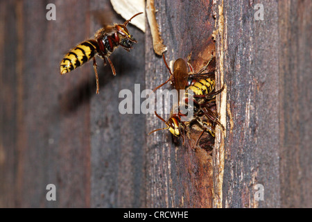 Hornet, marrone hornet, Europeo hornet (Vespa crabro), a nido ingresso, GERMANIA Baden-Wuerttemberg Foto Stock
