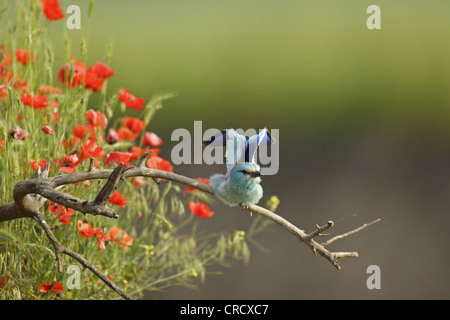 Rullo europea (Coracias garrulus), sul ramo, in background fioritura papaveri, Bulgaria Foto Stock