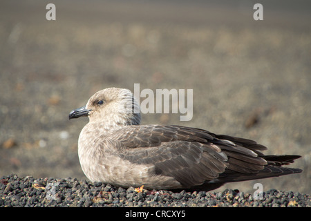 Skua marrone Foto Stock