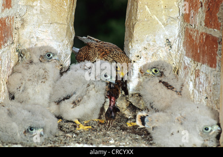 Comune di gheppio (Falco tinnunculus), femmina e pulcini, GERMANIA Baden-Wuerttemberg Foto Stock