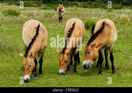 Cavallo di Przewalski (Equus przewalski), riserva Tennenloher Forst, in Germania, in Baviera, Tennenlohe Foto Stock