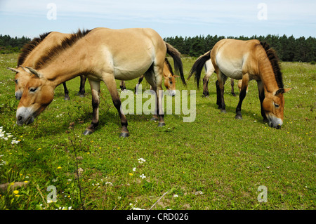 Cavallo di Przewalski (Equus przewalski), riserva Tennenloher Forst, in Germania, in Baviera, Tennenlohe Foto Stock