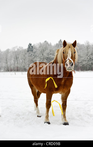 Cavallo al pascolo, Muehlenbeck, Meclemburgo-Pomerania Occidentale, Germania, Europa Foto Stock