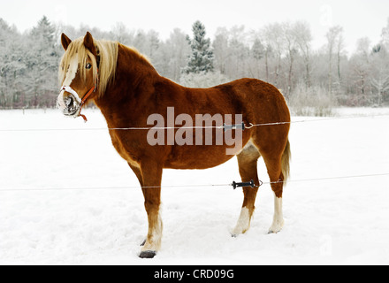 Cavallo al pascolo, Muehlenbeck, Meclemburgo-Pomerania Occidentale, Germania, Europa Foto Stock