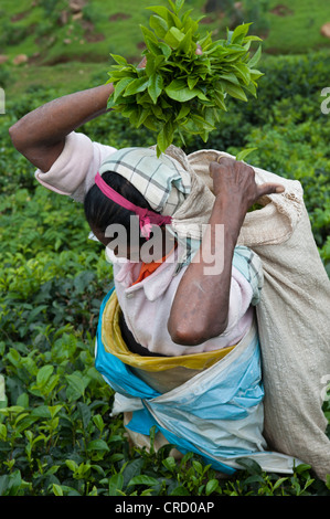 Sri Lanka dopo venticinque anni di violenza Foto Stock