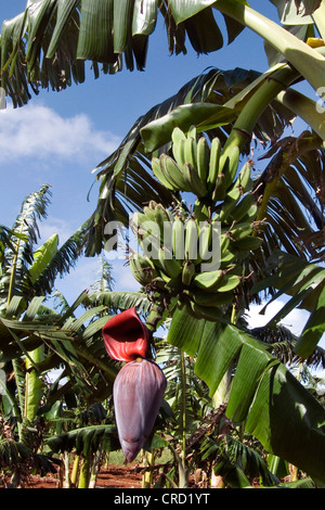 Banana (Musa paradisiaca, Musa x paradisiaca), infructescence, Cuba, Mar dei Caraibi Foto Stock