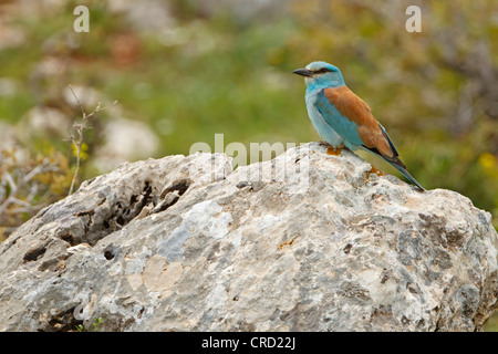 Rullo europea (Coracias garrulus) permanente sulla roccia Foto Stock