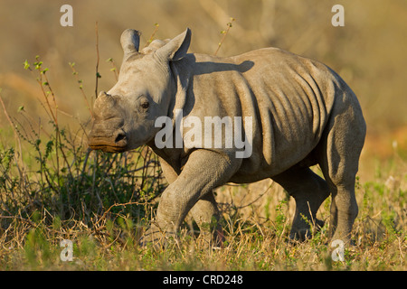 Rinoceronte bianco (Ceratotherium simum), Umfolozi Hluhluwe Game Reserve, Sud Africa Foto Stock