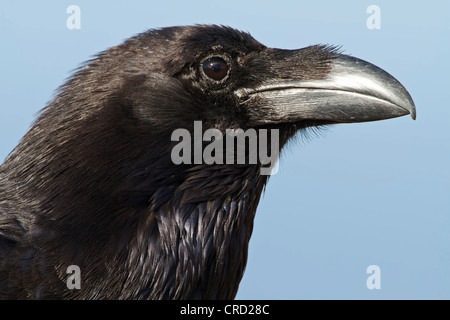 Isole Canarie Corvo Imperiale (Corvus corax tingitanus), ritratto Foto Stock