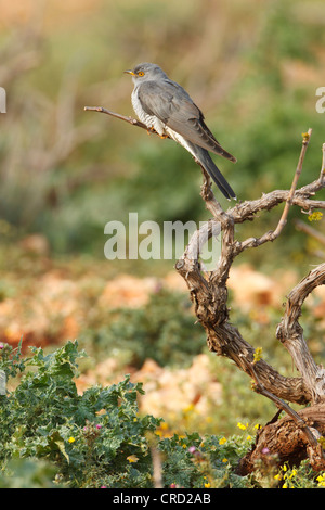 Cuculo comune (Cuculus canorus) appollaiate su ramoscello Foto Stock