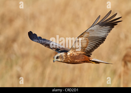 Western Marsh-harrier (Circus aeruginosus) battenti Foto Stock