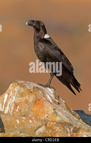 Pied Crow (Corvus albus) permanente sulla roccia Foto Stock