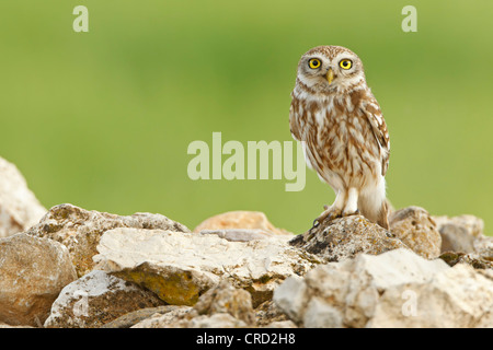 Civetta (Athene noctua) permanente sulla roccia Foto Stock