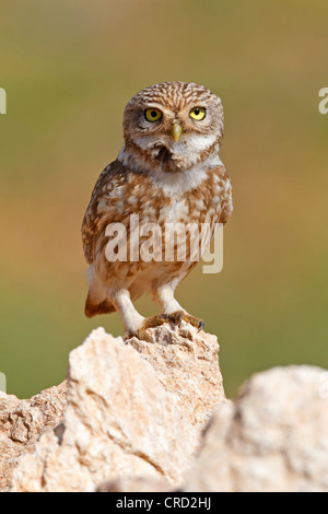 Civetta (Athene noctua) permanente sulla roccia Foto Stock