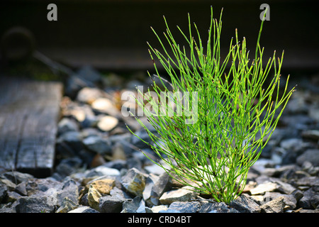 Campo equiseto (Equisetum arvense), che cresce su ciottoli Foto Stock