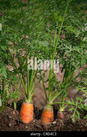 La carota (Daucus carota subsp. sativus, Daucus carota var. sativus), carote in giardino Foto Stock