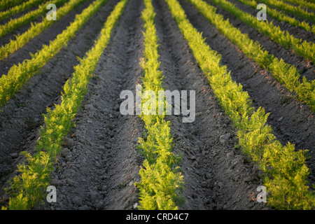 La carota (Daucus carota subsp. sativus, Daucus carota var. sativus), righe di carote su un campo Foto Stock