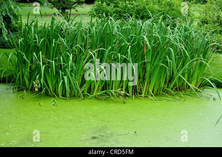 Iris piante in un stagno Foto Stock