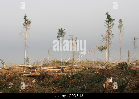 Abete (Picea abies), storm perdita in una foresta, in Germania, in Renania settentrionale-Vestfalia, Sauerland Foto Stock
