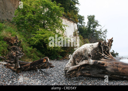 Gravelstone spiaggia sul Mar Baltico withwashed fino tree root e chalk cliffs, Germania, Ruegen Foto Stock