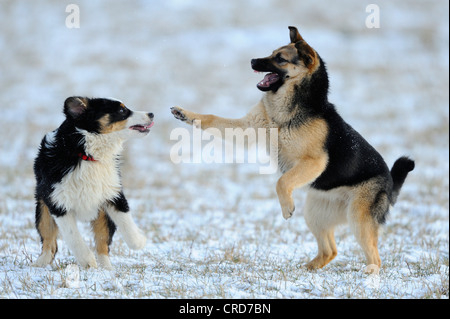 Pastore australiano e pastore tedesco giocando sul prato in neve Foto Stock