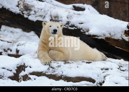 Orso polare (Ursus maritimus) giacente nella neve Foto Stock