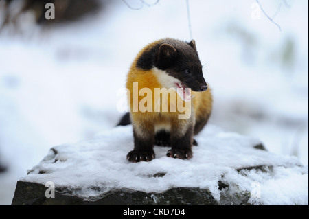 Giallo-throated martora (Martes flavigula) nella neve Foto Stock