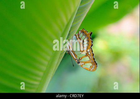 Malachite (Siproeta stelenes) Foto Stock