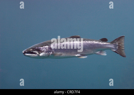 Salmone atlantico (lago pop. negli Stati Uniti/Canada: ouananiche, lago di salmone atlantico, senza sbocco sul mare salmone, la Sebago) Salmone (Salmo salar), il singolo individuo Foto Stock