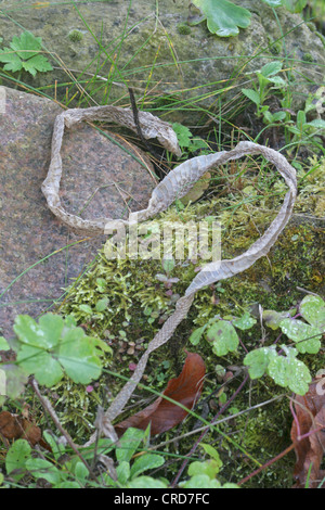Biscia dal collare (Natrix natrix), skining, snake slough Foto Stock