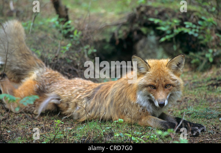 Red Fox (Vulpes vulpes vulpes), che giace di fronte al suo' den Foto Stock