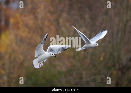 Due a testa nera gabbiani (Larus ridibundus) battenti Foto Stock