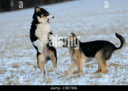 Pastore australiano e pastore tedesco giocando sul prato in neve Foto Stock