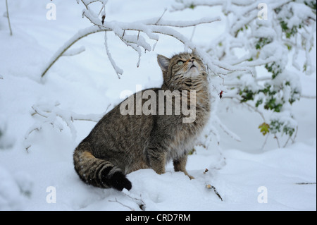 Gatto selvatico europeo (Felis silvestris silvestris) nella neve Foto Stock