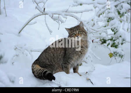 Gatto selvatico europeo (Felis silvestris silvestris) nella neve Foto Stock