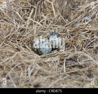 Uova di Arctic Tern, Sterna paradisaea, nel nido. Le sterne artiche nidificano nel farne Islands Foto Stock